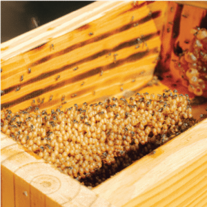 Ong dú giống tiêu chuẩn (1 đàn)