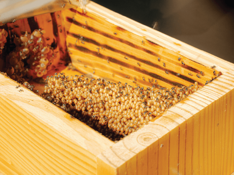 cách chọn mật ong dú